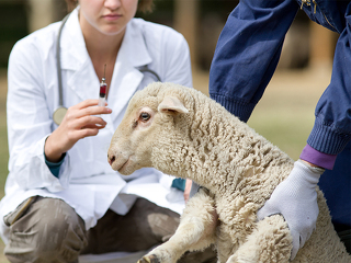 Tieraerztin-Lamm-82598998-FO-Budimir-Jevtic