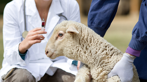 Tieraerztin-Lamm-82598998-FO-Budimir-Jevtic
