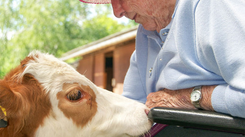 seniorin-streichelt-kalb-75553055-FO-mma23