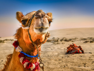 kamel-in-wueste-63311292-FO-Martin-M303