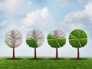 Baeume-Prozente-81124067-FO-freshidea