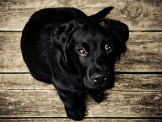 schwarzer-hund-welpe-336707-pb-unsplash