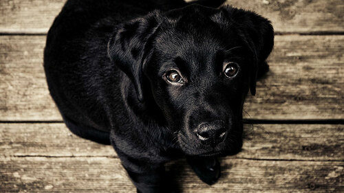 schwarzer-hund-welpe-336707-pb-unsplash