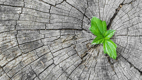 Junger-Triebaus-Baumstumpf-74898454-FO-khlongwangchao