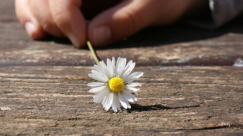 hand-gaensebluemchen-75190-PB-PixelwunderByRebecca