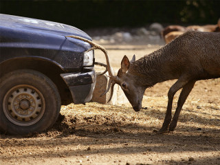 Auto-vs-Hirsch-11554558-FO-lunamarina