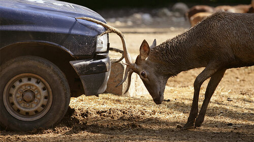 Auto-vs-Hirsch-11554558-FO-lunamarina