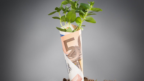 Pflanze-waechst-aus-Geldschein-70981496-FO-Andrey-Popov