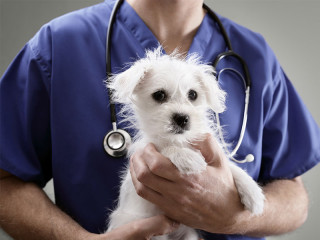 Tierarzt-Hund-134195188-FO-Brian-Jackson