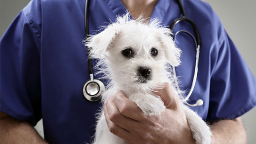 Tierarzt-Hund-134195188-FO-Brian-Jackson