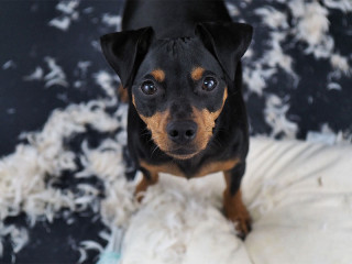 Hund-zerfetzte-Kissen-175895013-FO-gismo2015