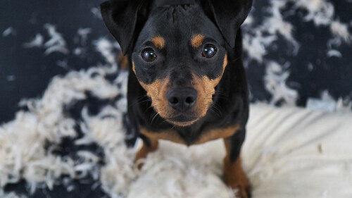 Hund-zerfetzte-Kissen-175895013-FO-gismo2015