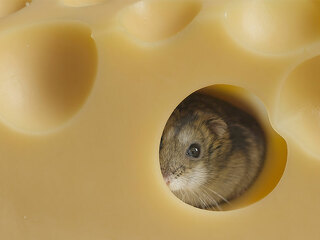 Maus-in-Kaese-136358156-FO-Anatol