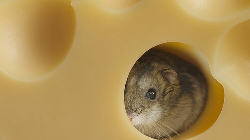 Maus-in-Kaese-136358156-FO-Anatol