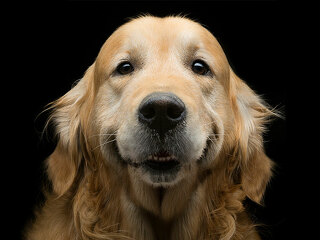 Hund-92091820-FO-svetography