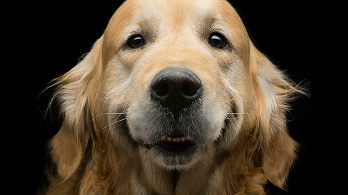 Hund-92091820-FO-svetography