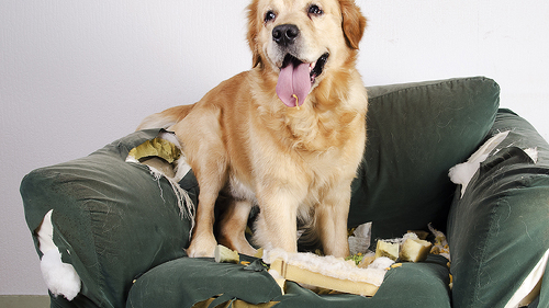 Hund-auf-Sofa-48631921-FO-Jeroen-van-den-Broek