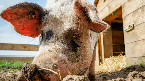 Schwein-wuehlt-in-Erde-88288686-FO-Countrypixel
