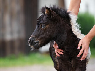 Haende-Fohlen-213637661-FO-otsphoto