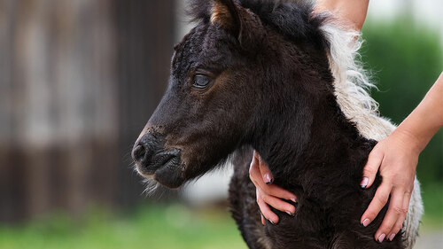 Haende-Fohlen-213637661-FO-otsphoto