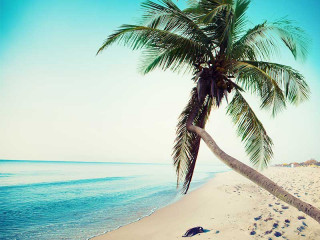 strand-palme-meer-208174357-FO-alphaspirit