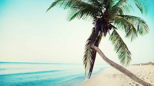 strand-palme-meer-208174357-FO-alphaspirit