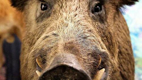 wildschwein-1494711-PB-ivabalk