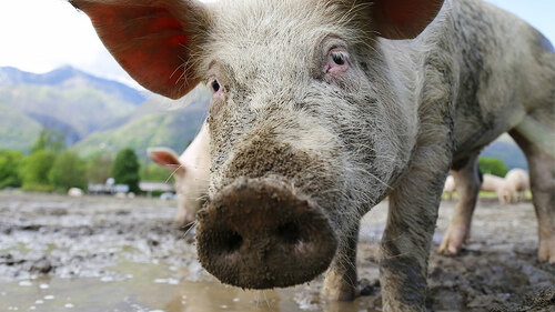 Schwein-752555-PB-Jai79