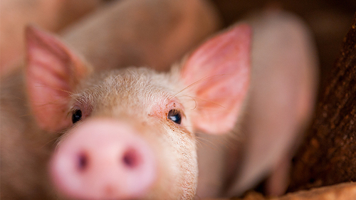 Ferkel-221847037-FO-davideb89