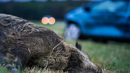 Auto-Wildschwein-119972665-FO-Fotoschlick