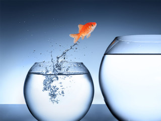 Goldfisc-springt-in-anderes-Glas-61822822-FO-Romolo-Tavani