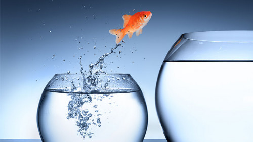 Goldfisc-springt-in-anderes-Glas-61822822-FO-Romolo-Tavani