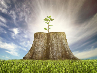 Junger-Trieb-aus-Baumstamm-133971667-FO-Kerem-Severoğlu