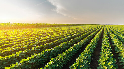 Feld-162222095-FO-Dusan-Kostic