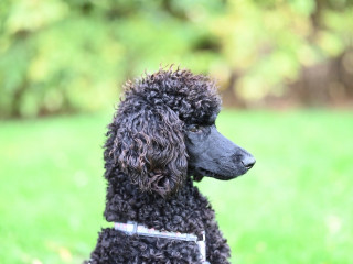 Die Digitalmarke Adam Riese aus der Wüstenrot & Württembergische-Gruppe (W&W) führt zwei neue Tariflinien für die Hundehalterhaftpflicht ein.