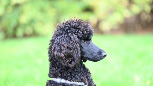 Die Digitalmarke Adam Riese aus der Wüstenrot & Württembergische-Gruppe (W&W) führt zwei neue Tariflinien für die Hundehalterhaftpflicht ein.