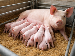 Sau mit Ferkeln