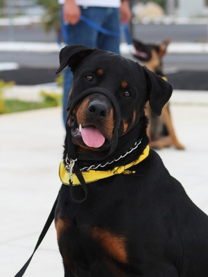 Hundehalter-Haftpflichtversicherung: Neben dem Preis müssen vor allem Leistungsdetails, Deckungssummen und konkrete Nutzungsszenarien berücksichtigt werden.