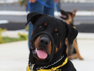 Hundehalter-Haftpflichtversicherung: Neben dem Preis müssen vor allem Leistungsdetails, Deckungssummen und konkrete Nutzungsszenarien berücksichtigt werden.