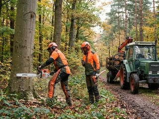 Forstarbeiten im Wald: Brennholzgewinnung und Holzeinschlag