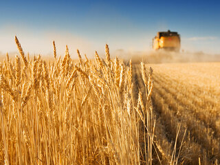 Zweistellige Preisverluste in der Landwirtschaft.