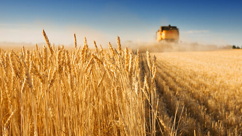 Zweistellige Preisverluste in der Landwirtschaft.