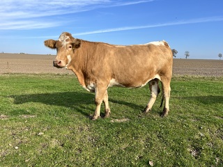 Die EU will Europas Landwirtschaft unabhängiger von Importdünger machen. Der neue Düngeplan verändert Marktlogik, Investitionen und Versorgungspolitik dauerhaft.