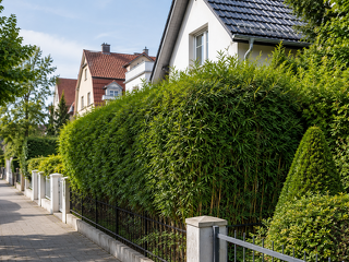 Drei Meter, vier Meter oder noch höher? Bei einer Hecke an der Grundstücksgrenze entscheidet nicht allein die Höhe. Ein BGH-Urteil zeigt, worauf Nachbarn achten müssen.
