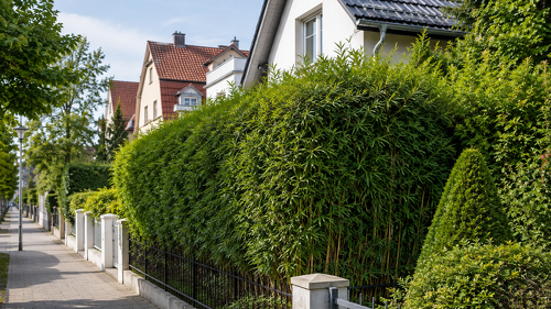 Drei Meter, vier Meter oder noch höher? Bei einer Hecke an der Grundstücksgrenze entscheidet nicht allein die Höhe. Ein BGH-Urteil zeigt, worauf Nachbarn achten müssen.